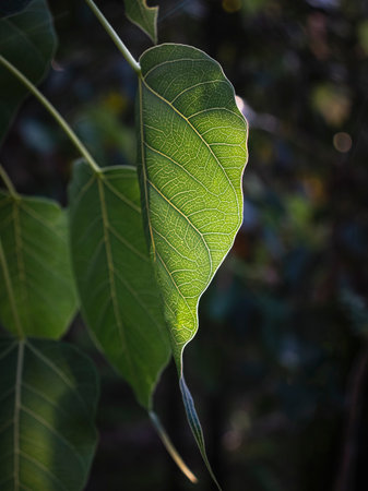 The Visible Leaf vein and pattern of the Sacred fig Leaves due to Golden Hour Sunlightの写真素材