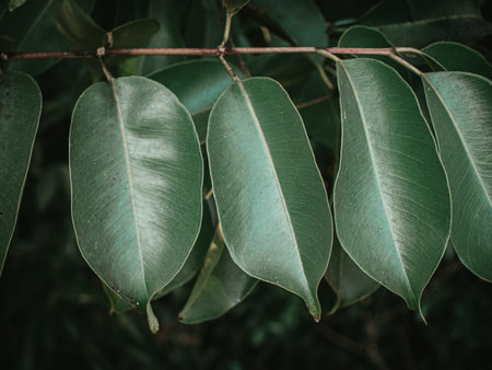 Moody green large leaves of the Java Plum tree aka Indian Blackberry Tree. Selective Focus.