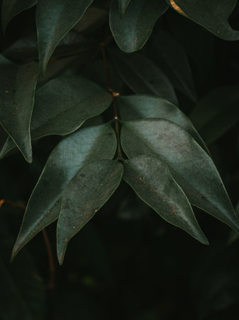 The Tip Branch leaves of the plant Glossy privet plant. Selective Focus.の写真素材
