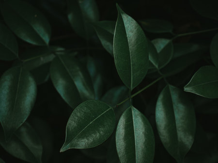 Lush Foliage of the Glossy Privet plant. Selective Focus.の写真素材