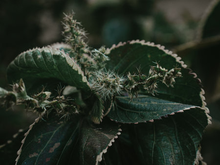 Isolated closeup of the spikey flowers of copperleaf plant.の写真素材