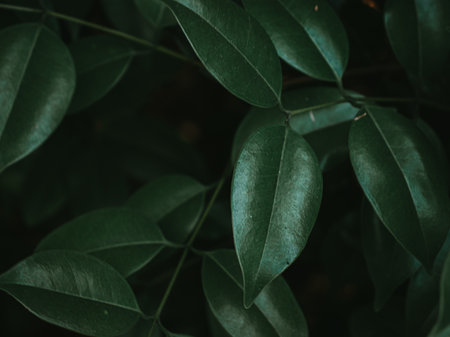 Lush Foliage of the Glossy Privet plant. Selective Focus.の写真素材