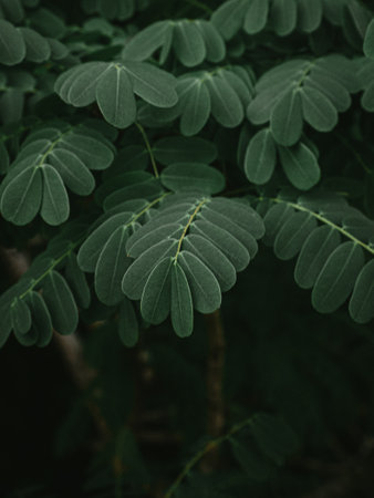 Closeup of the leaves of the Peacock flower Plant. Selective Focus.の写真素材