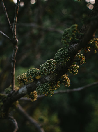 Isolated Closeup of a wild plant buds on a stem. Selective Focus.の写真素材