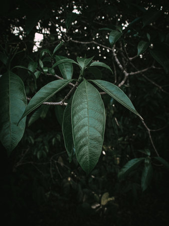 Isolated closeup of the Horse balls Plant. Selective Focus.の写真素材