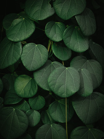 Heart type shaped leaves of a Vine plant. Selective focus.の写真素材