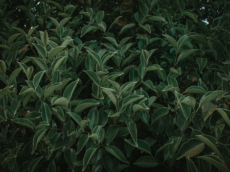 Lush foliage of Half folded leaves. Selective focus.の写真素材