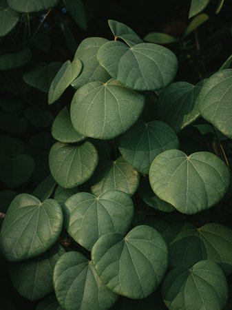 Heart type shaped leaves of a Vine plant. Selective focus.の写真素材