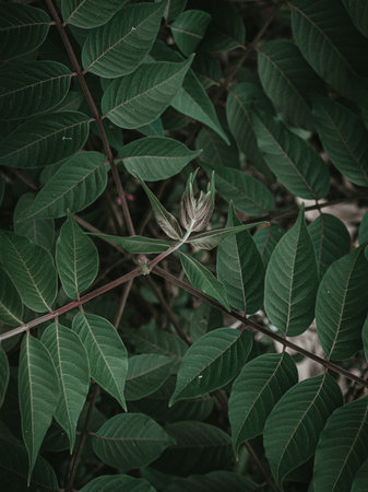 Top down angle closeup of a plants leaf bud. selective focus.の写真素材