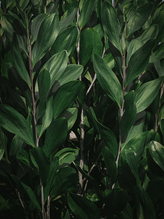 The Upgrowing plant leaves of the Eucalyptus Plant. Selective Focus.の写真素材