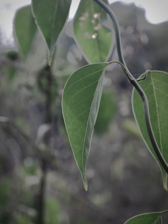 Selectively focused Closeup of a Vine plant leaf with backlit background. abstract.