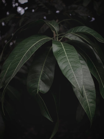 Selectively Focused image of the Long leaves of the Indian mango tree. Moody green, abstract.の写真素材