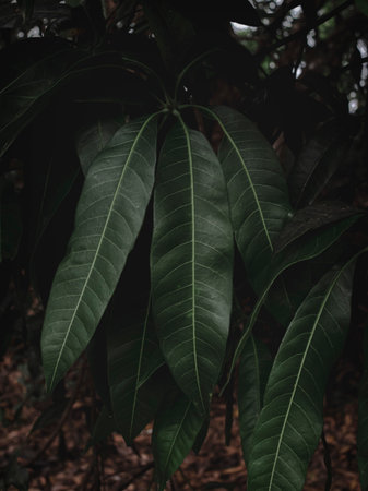 Selectively focused long leaves of the Indian mango plant. moody green, Abstractの写真素材