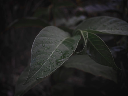 Selectively focused leaf part with water drops, moody green.の写真素材