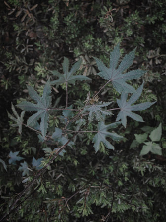 Selective Focus image of a plant with Palmate Veined and Lobed leaf Structure, Abstract.の写真素材