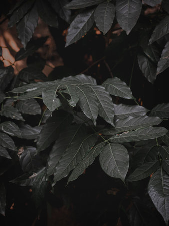 Selectively focused abstract image of Moody green leaves.の写真素材