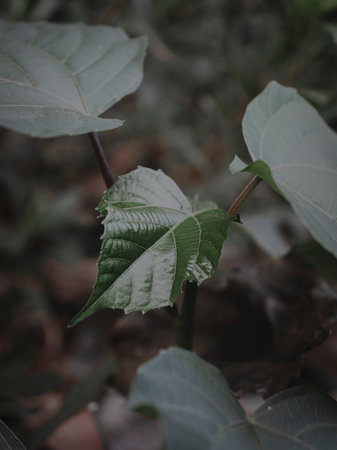 Isolated Closeup of a Heart shaped leaf bud of a plant, Selective Focus, abstract, moody green.の写真素材