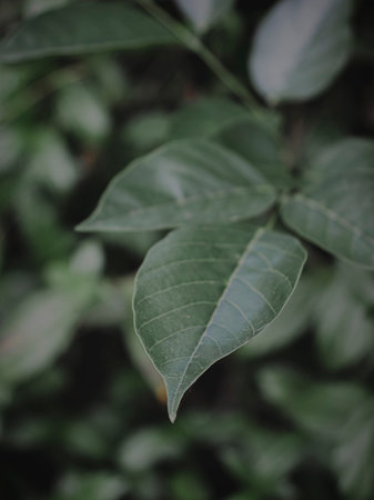 Selectively Focused Closeup of a leaf tip. Abstract, Moody green.の写真素材