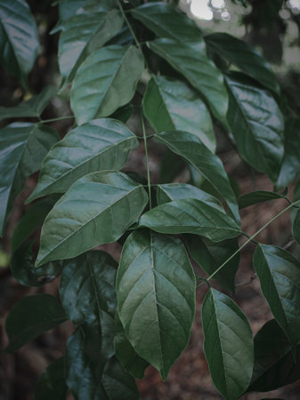 Closeup of a low hanging leaf branch, moody green, abstract, selective focus.の写真素材