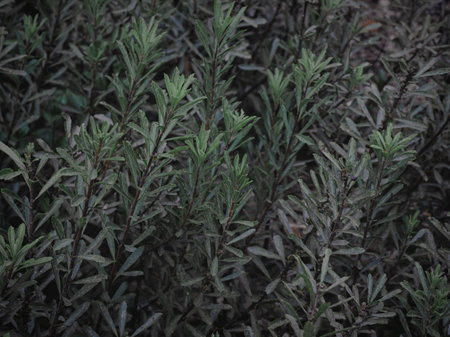 Abstract Image of wild Woody Shrub plants, Selective Focus, Moody green.の写真素材
