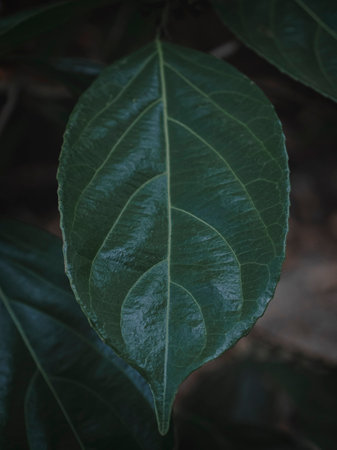 Moody Green Selectively Focused Image of a Wild Shiny Leaf. Abstract.の写真素材