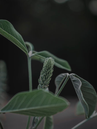 Selectively Focused Closeup of the Flower bud of the Rattlepod plant. Abstract.の写真素材