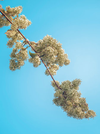 Selectively Focused Diagonal framed image of White Flowers with Blue Sky as Backgrund.