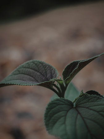 Selectively Focus Isolated Image of a plant Head, Moody Green, Abstract.の写真素材