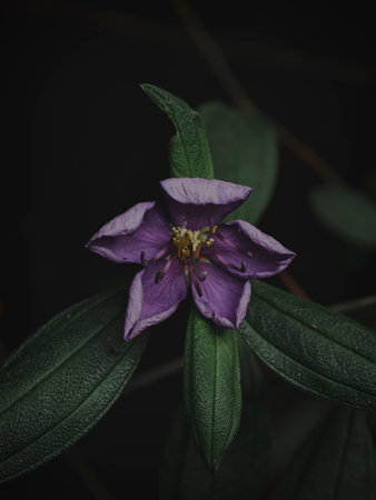 Selectively Focused Closeup of the Purple Flower of Indian Rhododendron aka Malabar Melastome plant, Moody Green, Abstractの写真素材