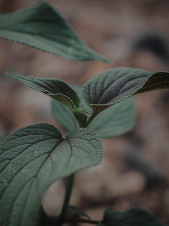 Selectively Focused Closeup of a Plant head, Abstract, Moody green.の写真素材