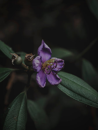 Selective Focus Closeup of the Indian Rhododendron aka Malabar Melastome plant, Moody Green, Abstractの写真素材