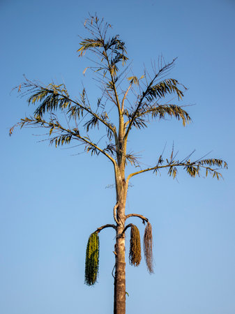 Tight Framed image of the Fishtail Palm Tree with Casted Golden Hour Sunlight.の写真素材