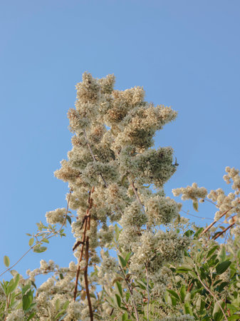Selectively Focused image of White Flowers with Blue Sky as Background, Abstract.