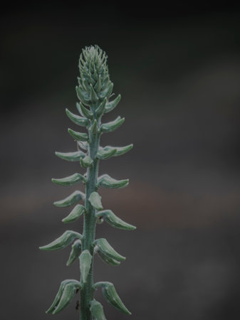 Isolated Closeup of the Flower buds of the Rattlepods plant, abstract.の写真素材