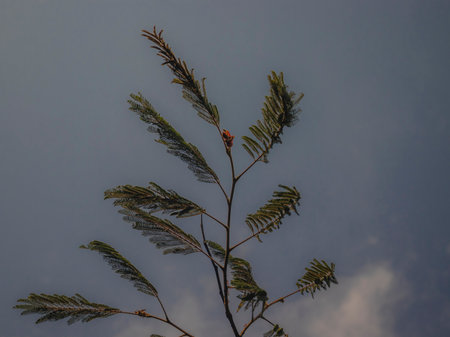 Abstract Sky shot with A branch of a tree. Selective Focus.