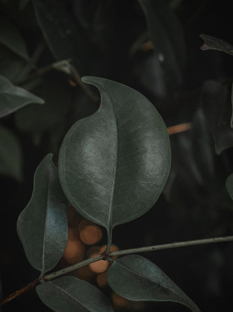 Isolated Closeup of a Shaped leaf, Selective Focus, abstract.の写真素材