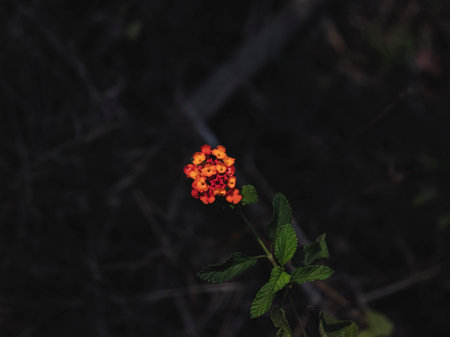 Isolated Closeup of West Indian Lantana Flower, Selective Focus, Abstract.の写真素材