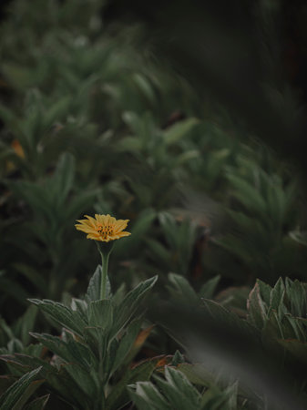 Closeup of a Yellow Flower emerging from the leaves, Selective Focus, Abstract.の写真素材