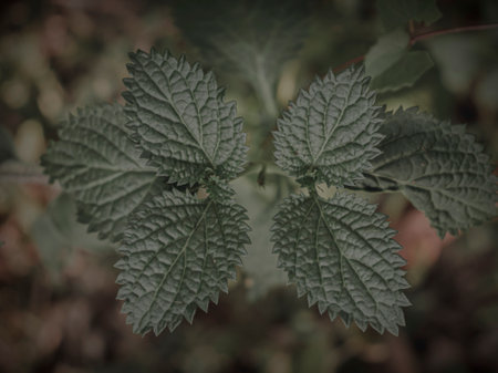 Closeup of a Plant head with Symmetrical Leaf bud emergence. Selective Focus. Abstract.の写真素材