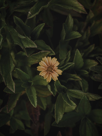 Closeup top down of a Yellow Flower, Selective Focus, Abstract.の写真素材