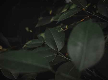 Closeup of leaves with moody green effect, Selective Focus, Abstract.の写真素材