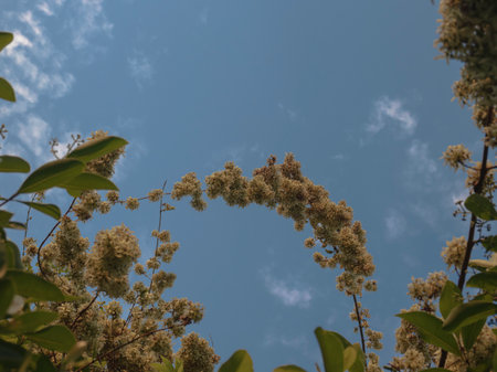 Selectively focused white flower branch through the leaves and flower with sky background, abstract.の写真素材