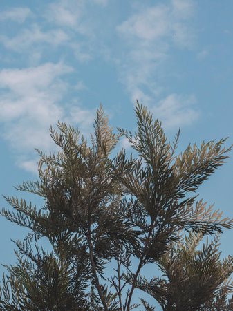 The branch and the leaves of the Silver tree with cloudy sky as background, Selective Focus, Abstract.の写真素材