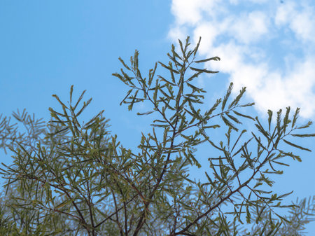 Shooting leaves of the Tamarind Leaves with Clouded Sky as background.の写真素材