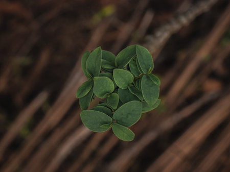 Isolated Top view of Eucalyptus leaves in the forest. Selective Focus.の写真素材