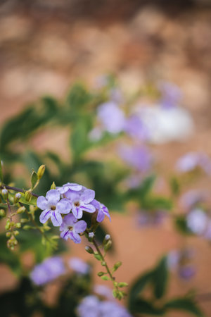 Purple flowers in the garden,vintage color tone style.
