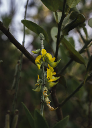 Closeup of Yellow flowers of Rattlepods.の写真素材