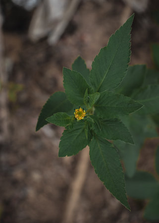 A close up of a small yellow flower on a green leaf.の写真素材