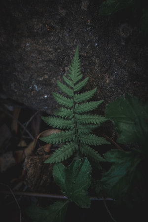 Green fern leaves on the rock in the forest. Selective Focus.の写真素材