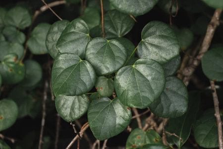 Green leaves background in the garden. (Scientific name Pachyrhynchus)